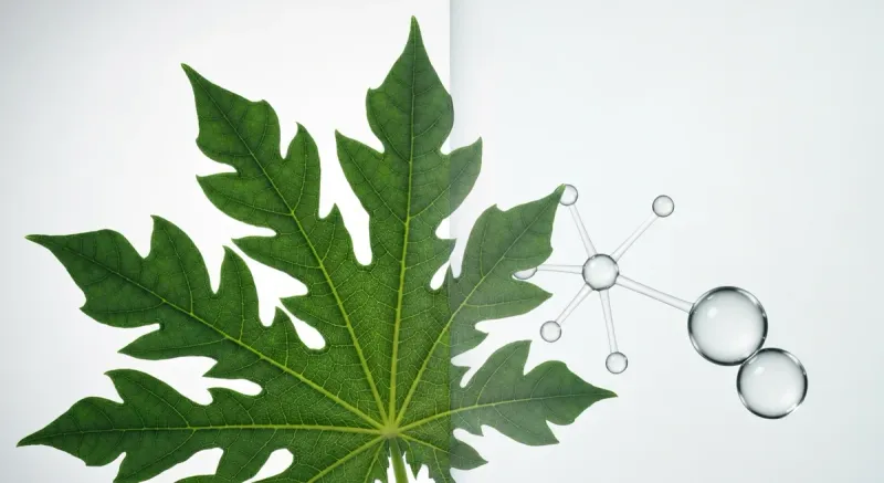 Carica Papaya Leaf Extract