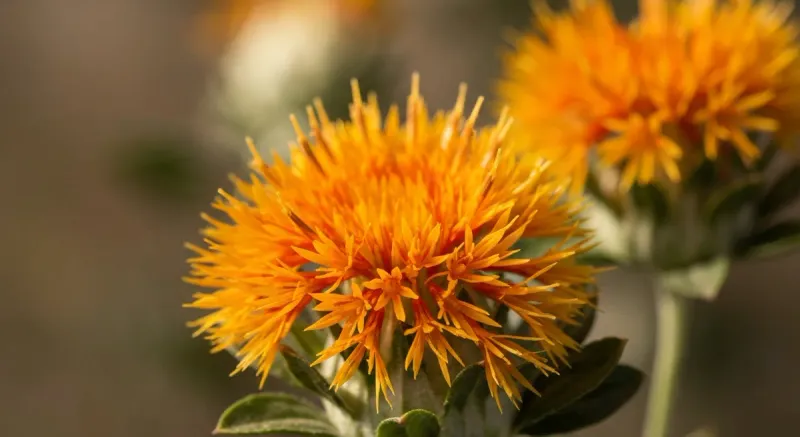 Safflower
