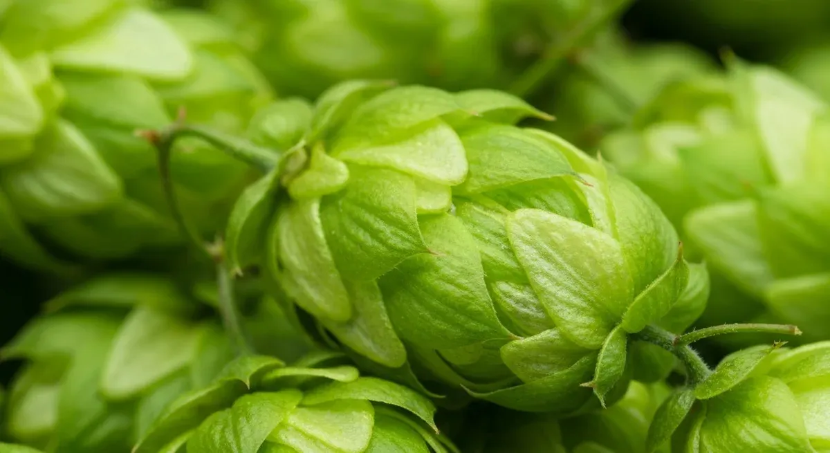 Humulus Lupulus Extract