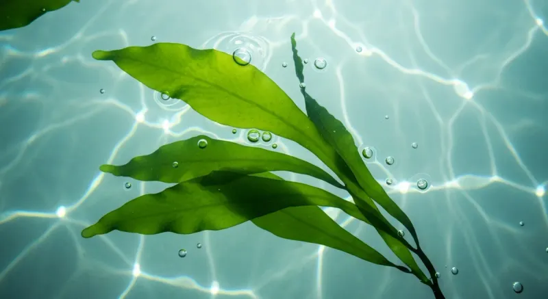 Laminaria Digitata Extract: Denizden Gelen Doğal Cilt Bakımı Gücü