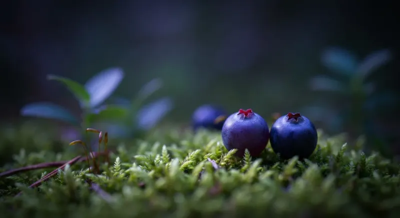 Vaccinium myrtillus fruit (Bilberry) extract